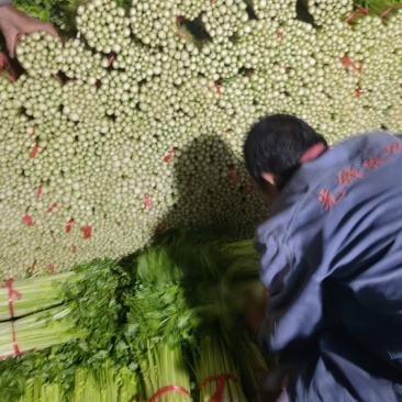 毛芹