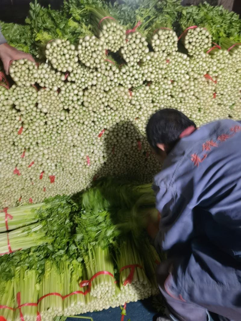 毛芹