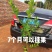 保证正品广东香水柠檬苗基地直发存活率高提供技术价格优惠