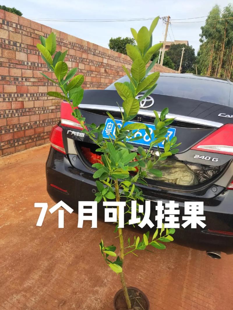 保证正品广东香水柠檬苗基地直发存活率高提供技术价格优惠