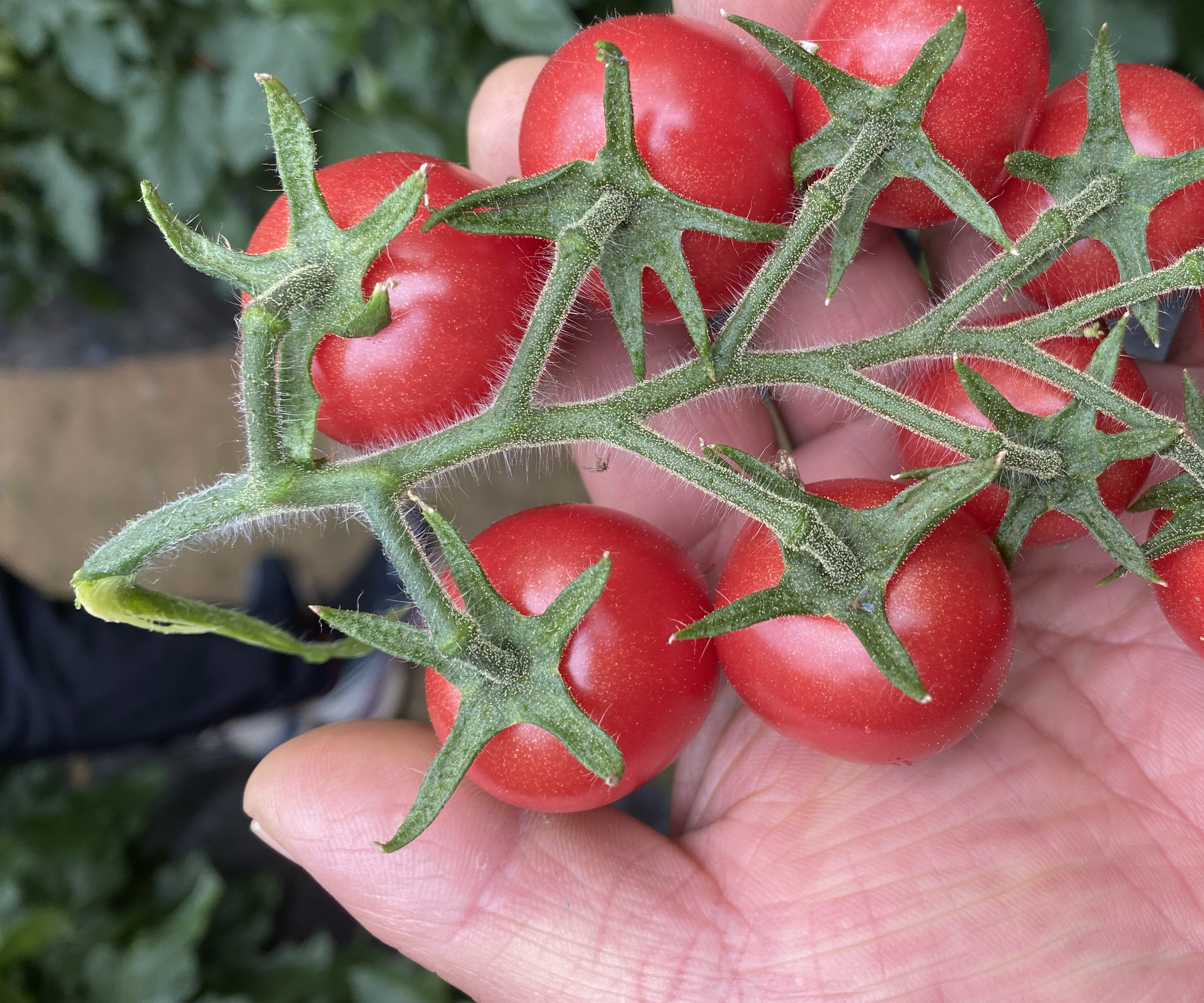 展示小柿子与圣女果在外观上的相似性,包括红色小番茄的不同品种 小柿子与圣女果对比图