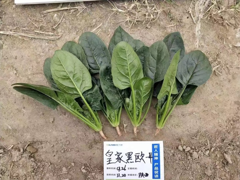 黑油亮菠菜种子直立紧凑易捆扎，皇家黑欧-4菠菜种子