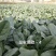 黑油亮菠菜种子直立紧凑易捆扎，皇家黑欧-4菠菜种子