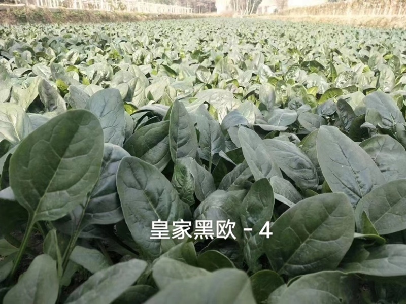 黑油亮菠菜种子直立紧凑易捆扎，皇家黑欧-4菠菜种子