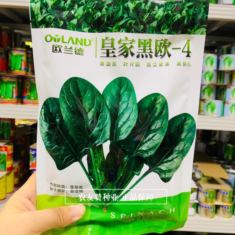 黑油亮菠菜种子直立紧凑易捆扎，皇家黑欧-4菠菜种子