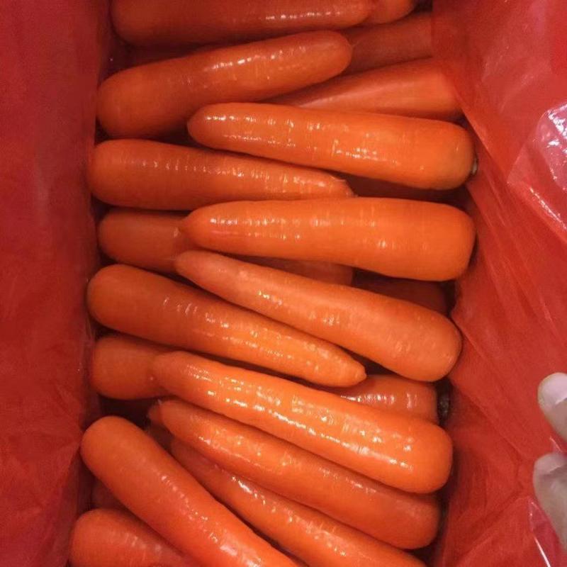 精品胡萝卜红萝卜大量上市规格齐全欢迎全国客户订购