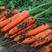 精品胡萝卜红萝卜大量上市规格齐全欢迎全国客户订购