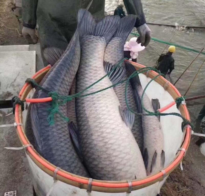 淡水青鱼养殖，大量上市，欢迎各位老板下单联系