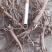 黄芩，柴胡，丹参远志