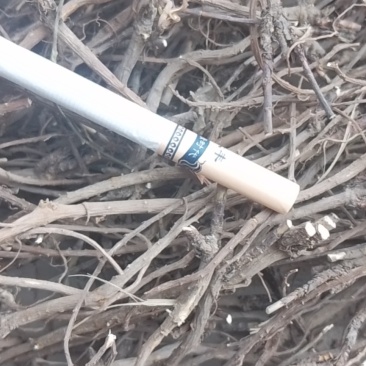 黄芩，柴胡，丹参远志