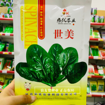 丹麦进口菠菜种子圆叶黑绿叶肉厚杂交菠菜种籽趴地菠菜种子