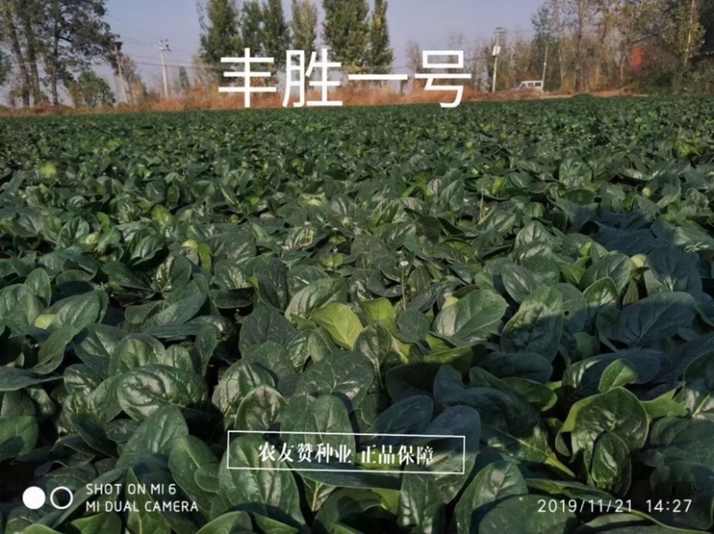 丹麦纯进口菠菜种子鼎优丰胜一号菠菜种子叶片厚黑油亮菠菜