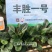 丹麦纯进口菠菜种子鼎优丰胜一号菠菜种子叶片厚黑油亮菠菜