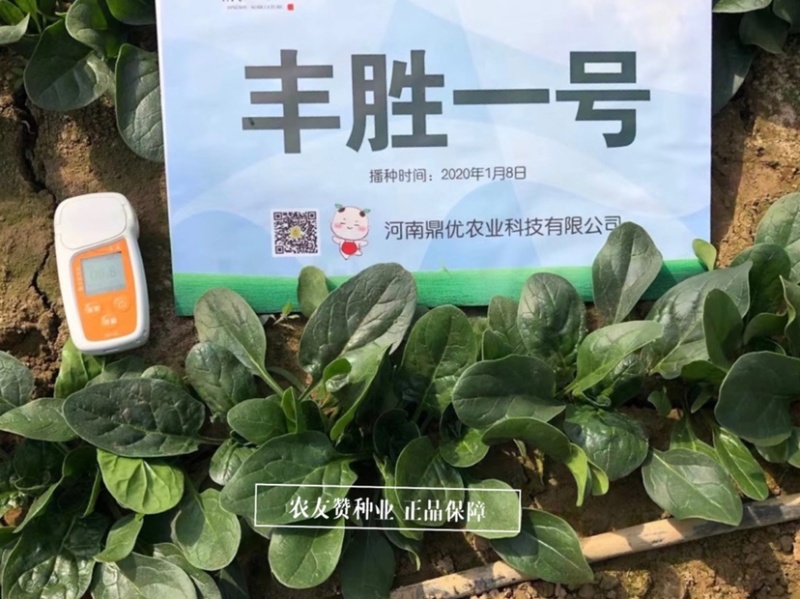 丹麦纯进口菠菜种子鼎优丰胜一号菠菜种子叶片厚黑油亮菠菜