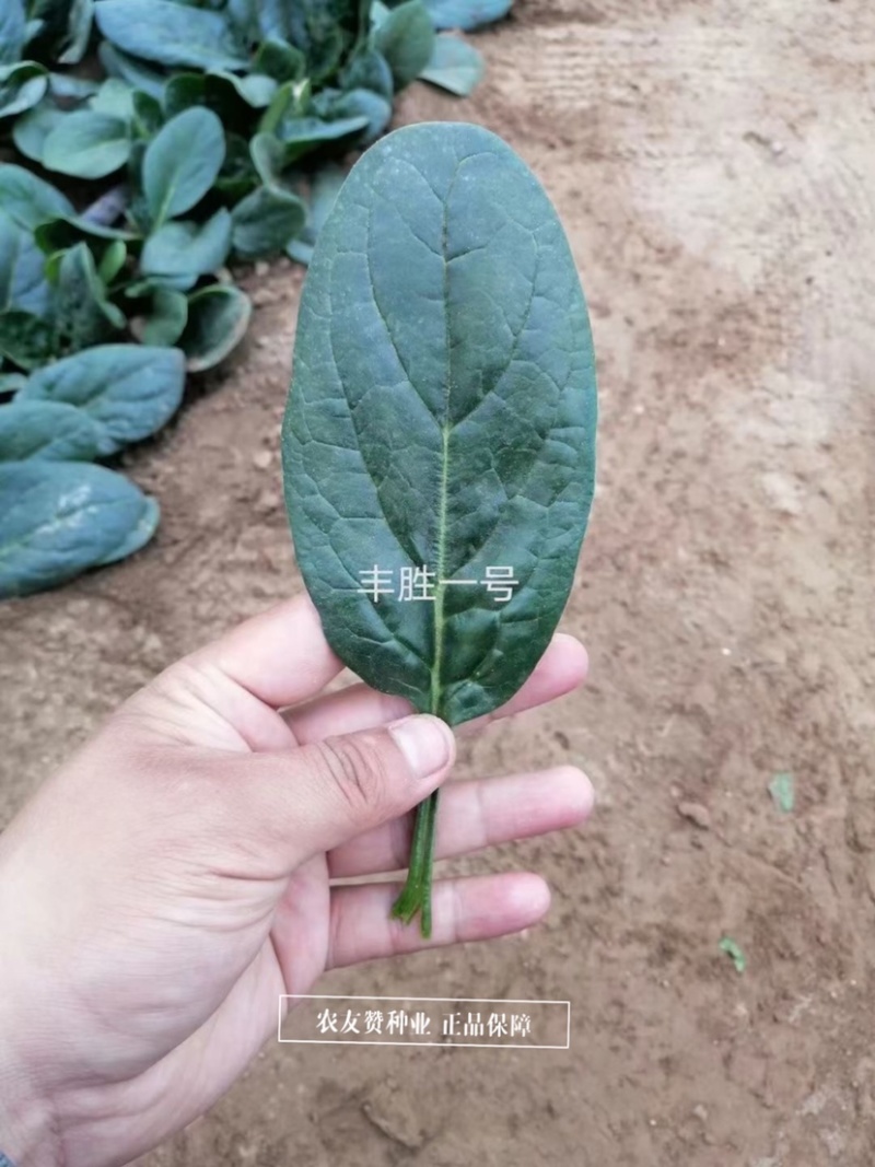 丹麦纯进口菠菜种子鼎优丰胜一号菠菜种子叶片厚黑油亮菠菜