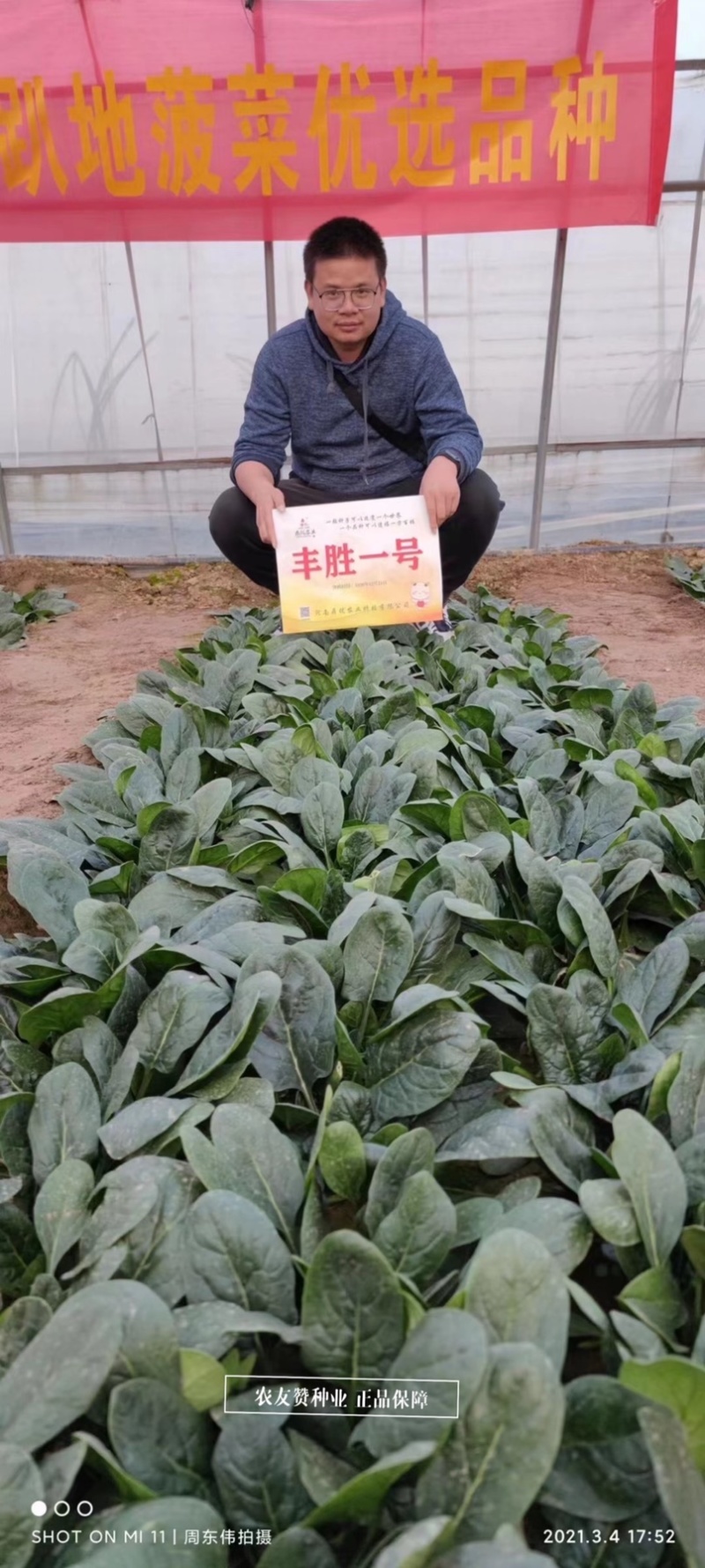 丹麦纯进口菠菜种子鼎优丰胜一号菠菜种子叶片厚黑油亮菠菜