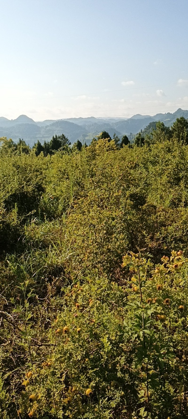 贵州刺梨，维C之王，冲出亚洲，走向世界