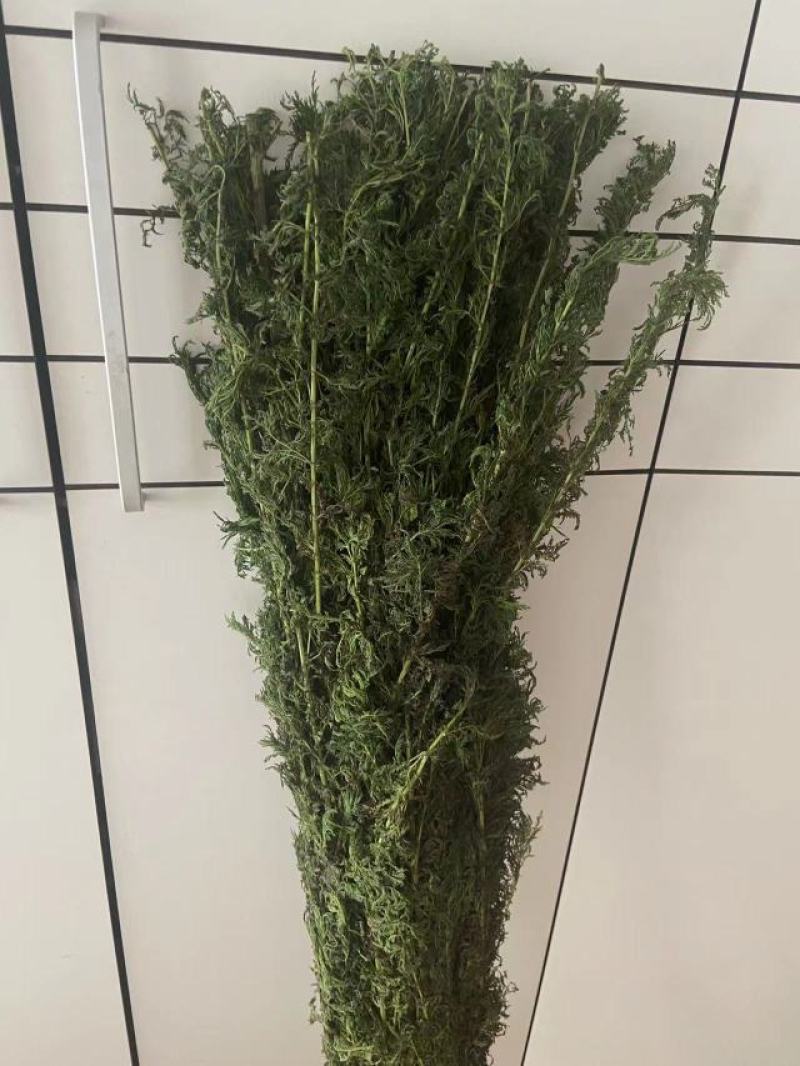 青蒿全草干货，具有较高的药用价值，收取以后可直接入药。