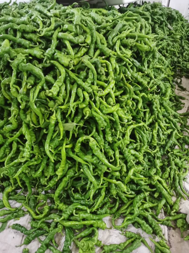 螺丝椒！牛椒！