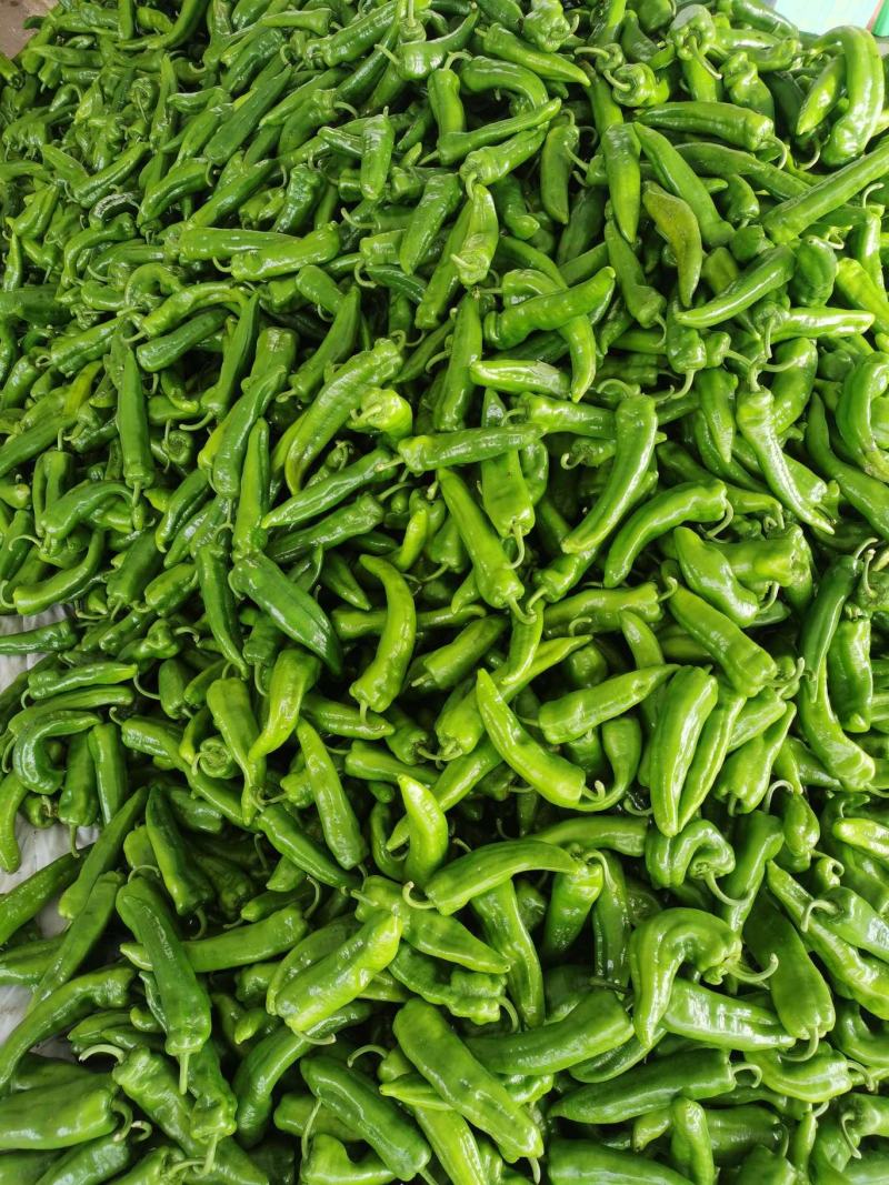 螺丝椒！牛椒！