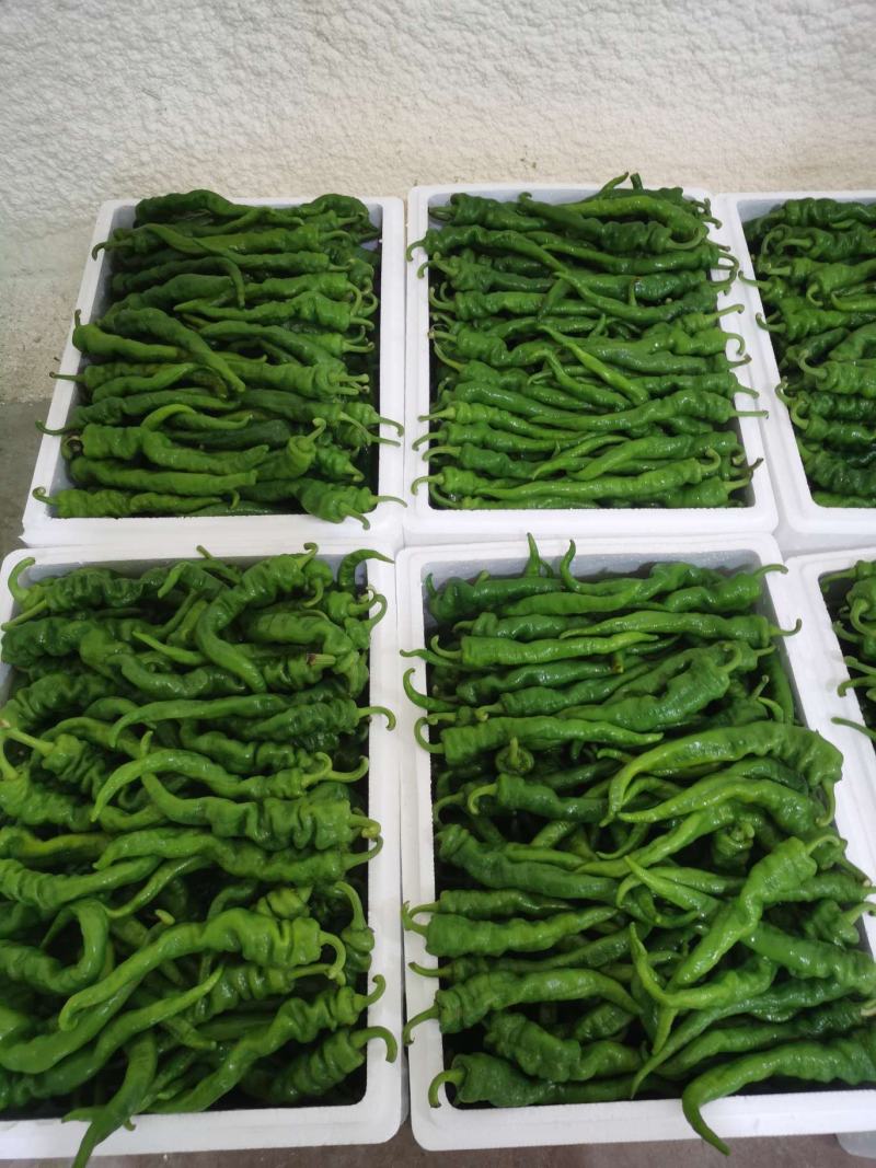 螺丝椒！牛椒！