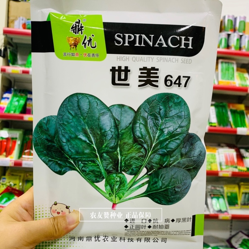 鼎优世美647丹麦进口菠菜种子叶色浓绿厚实半直立趴地菠菜