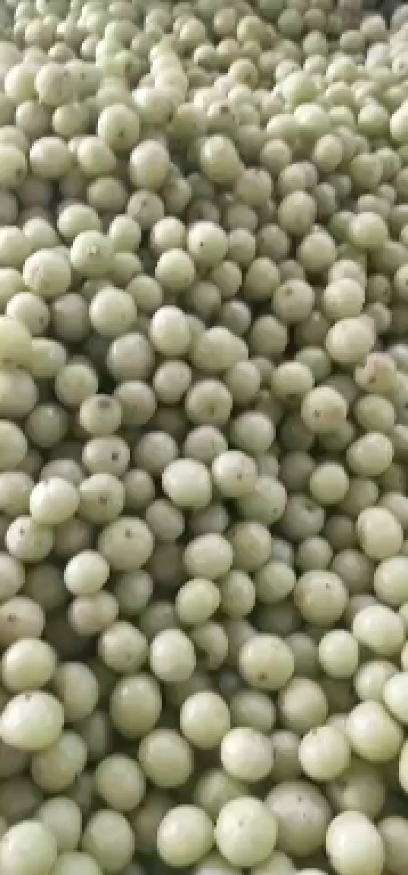 广西贵港市平南县大肉油柑子牛柑果大量上市