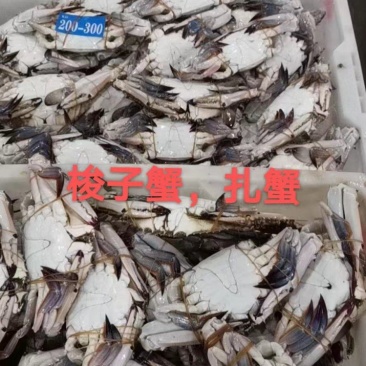 舟山梭子蟹
