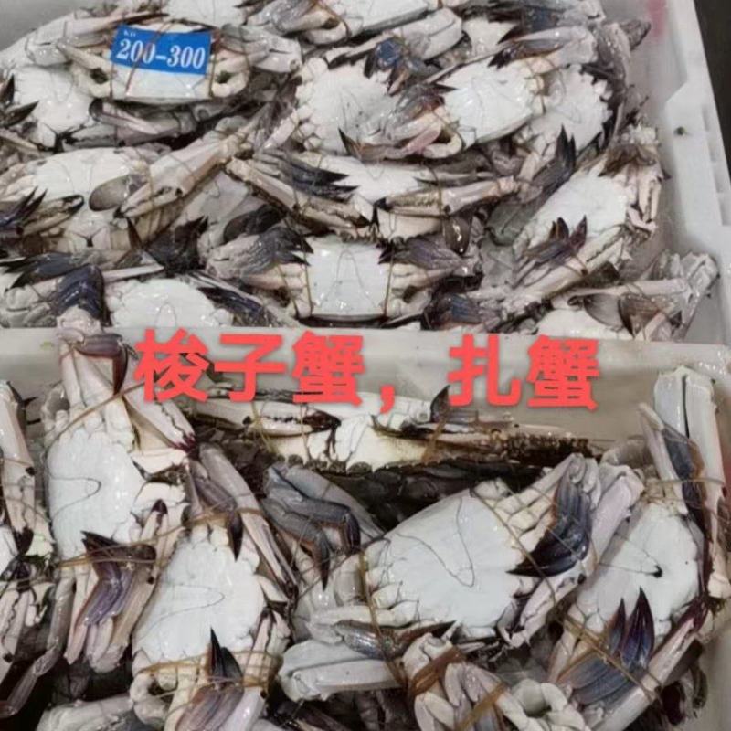 舟山梭子蟹