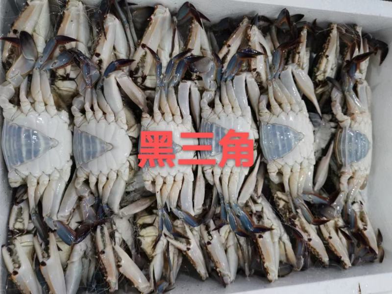 舟山梭子蟹