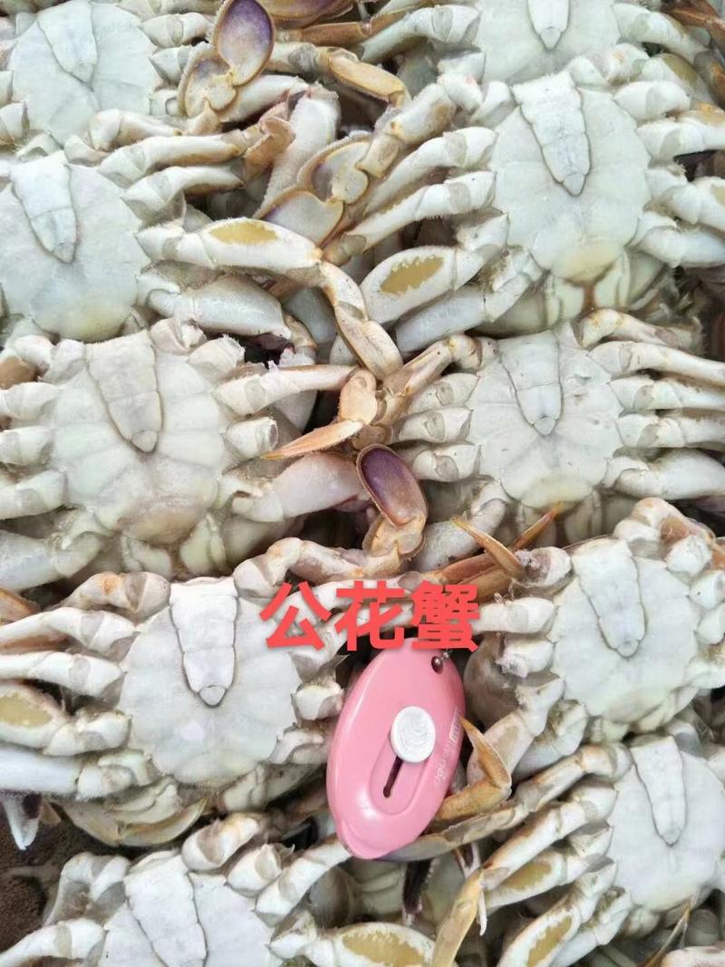 舟山梭子蟹