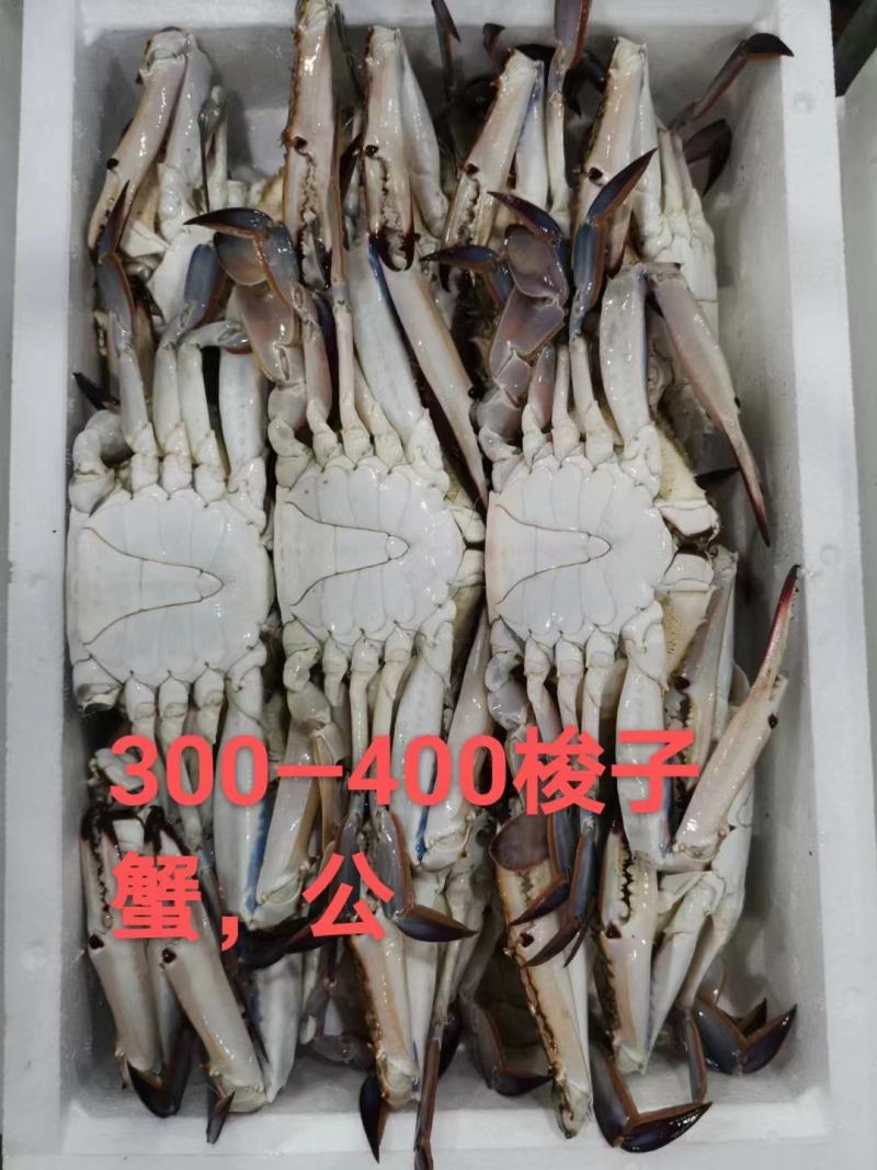 舟山梭子蟹