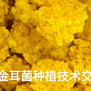 金耳菌