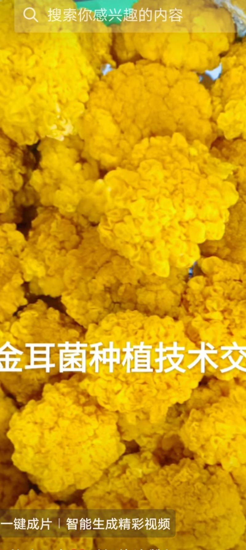 金耳菌