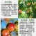陶氏益农膨果膨大素叶面肥花芽分化柑橘草莓氨基酸水溶肥