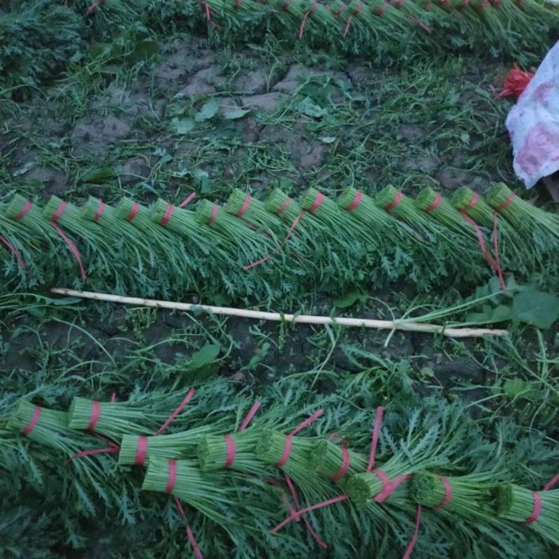 西宁茼蒿精品小叶茼蒿，大量上市产地直发，欢迎来电