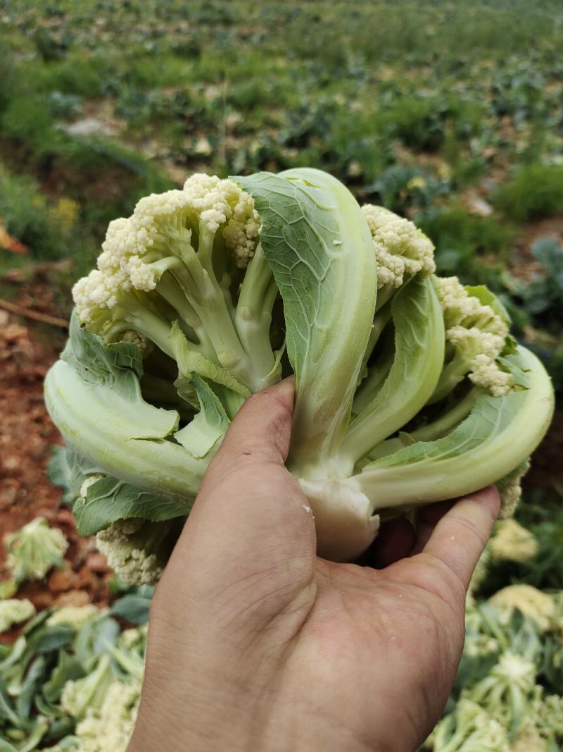 云南松花
