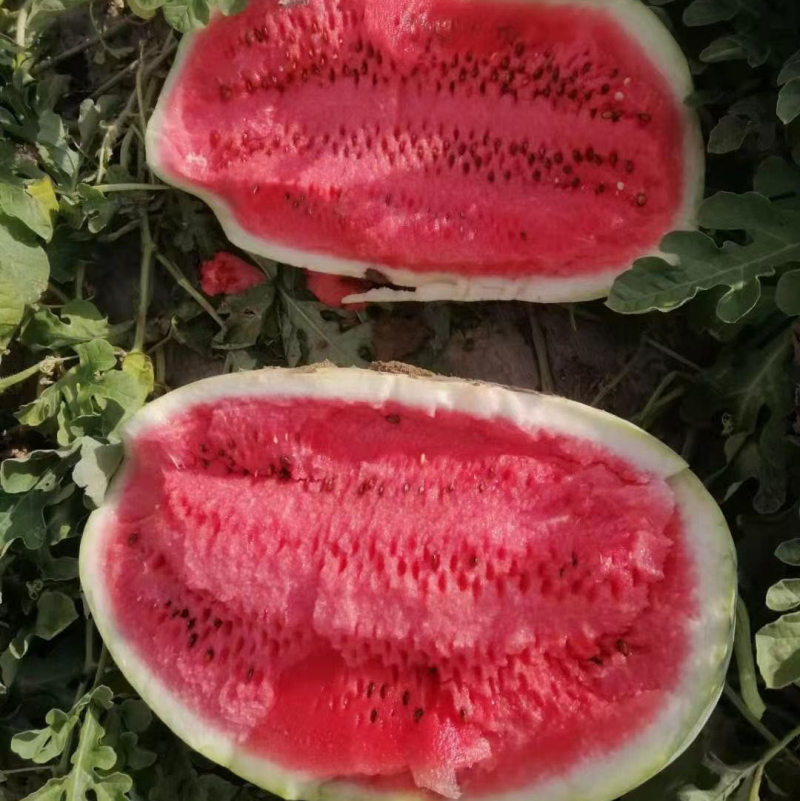 【实力供应】定边金花一号西瓜基地直发全国发货🍉