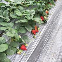 红颜草莓苗价格，大叶红颜草莓苗基地直销
