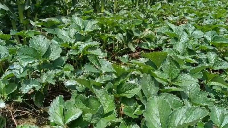 红颜草莓苗价格，大叶红颜草莓苗基地直销