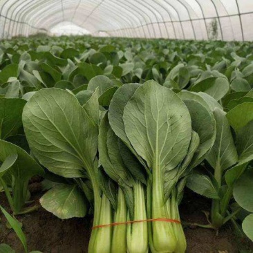 春秀耐抽苔青菜种子黑叶苏州青蔬菜种子产量高抗热耐寒四季播