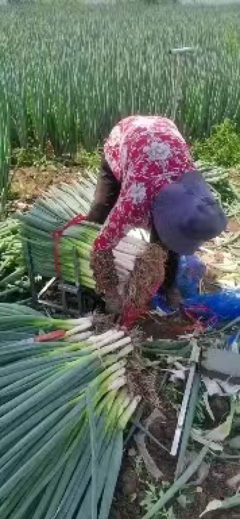 【产地好货】青海大白钢葱大量上市支持视频看货欢迎咨询
