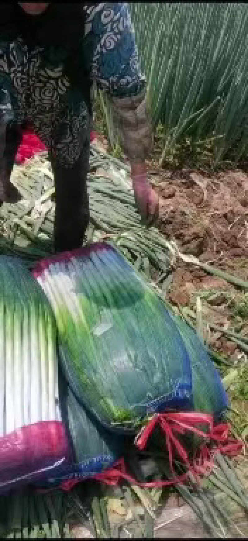 【产地好货】青海大白钢葱大量上市支持视频看货欢迎咨询