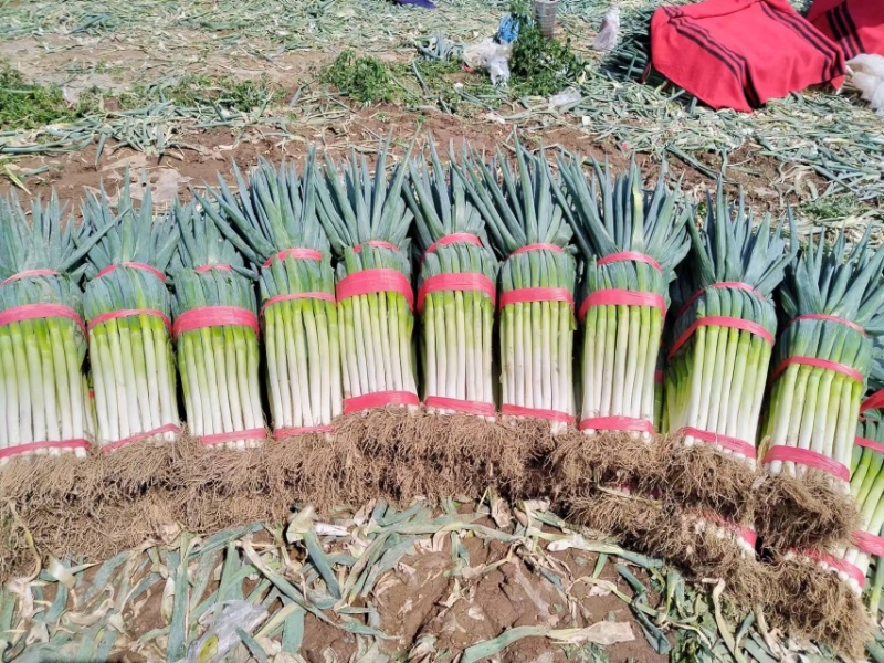 【产地好货】青海大白钢葱大量上市支持视频看货欢迎咨询