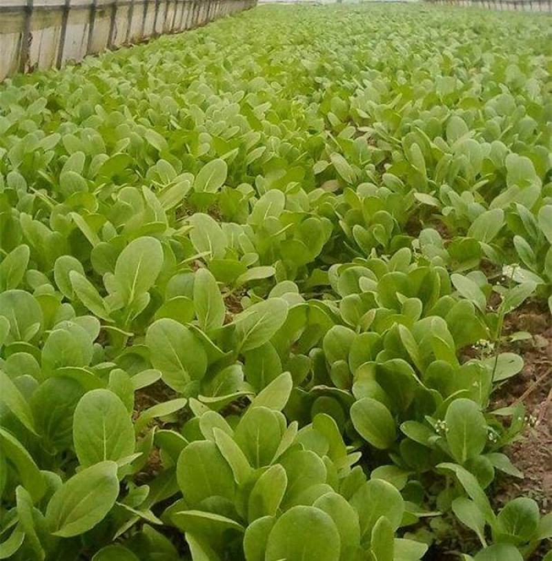 春秀耐抽苔青菜种子黑叶苏州青蔬菜种子产量高抗热耐寒四季播