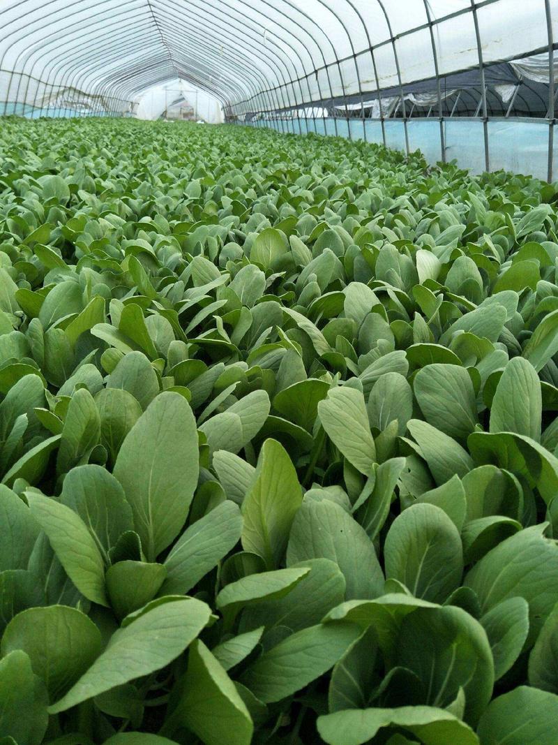 春秀耐抽苔青菜种子黑叶苏州青蔬菜种子产量高抗热耐寒四季播