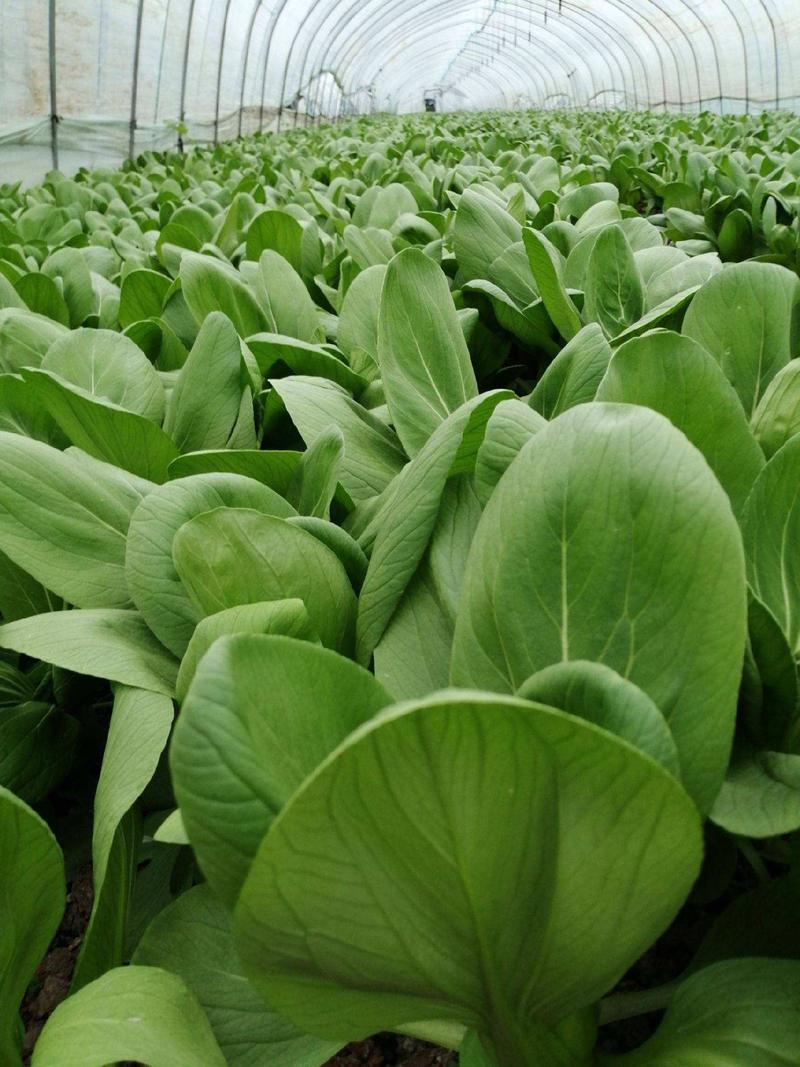 春秀耐抽苔青菜种子黑叶苏州青蔬菜种子产量高抗热耐寒四季播
