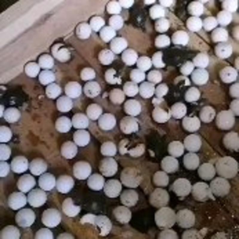 江西外塘甲鱼苗日本苗黄沙黑花品种齐全量大从优欢迎联系