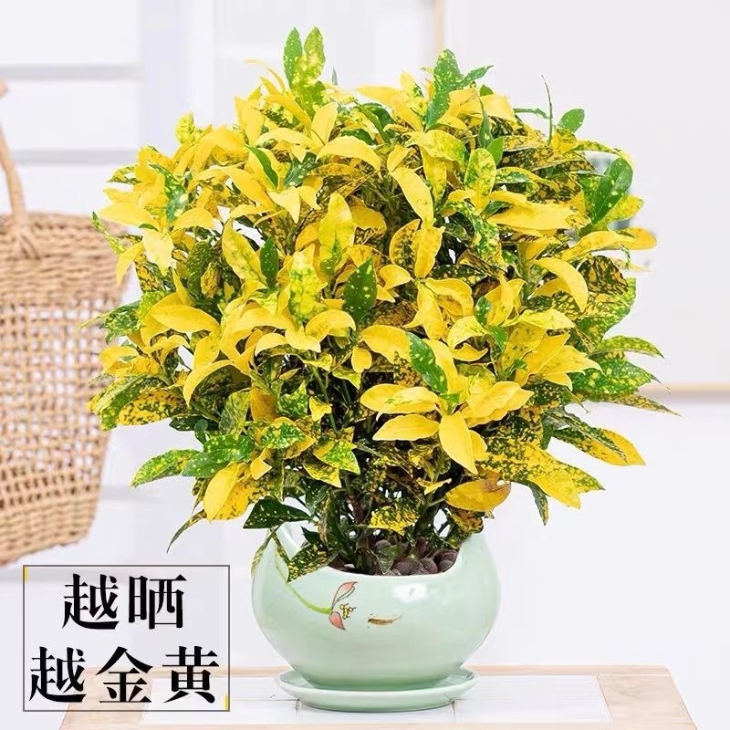 黄金树盆栽晒金珊瑚客厅植物花卉绿植除甲醛招财树四季易活