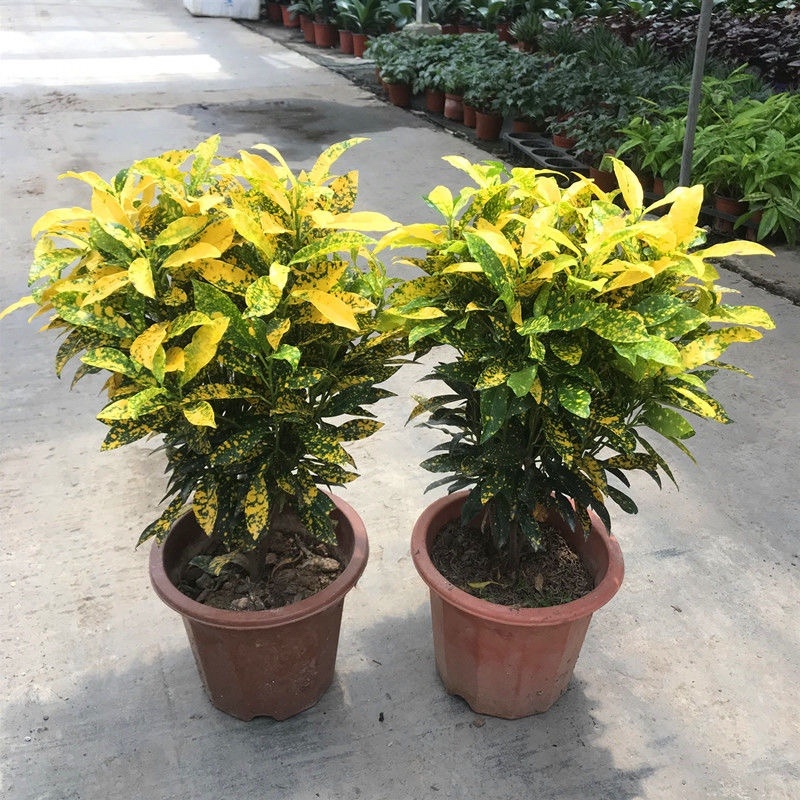 黄金树盆栽晒金珊瑚客厅植物花卉绿植除甲醛招财树四季易活